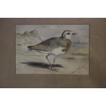 AFTER ARCHIBALD THORBURN A FRAMED AND GLAZED WATERCOLOUR TITLED "Caspian Plover 1892" 47 cm x 39