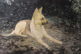 TWO PAINTED STUDIES OF ALSATIAN DOGS - AN UNFRAMED OIL ON BOARD AND A FRAMED AND GLAZED