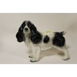 A VINTAGE MELBA WARE FIGURE OF A COCKER SPANIEL H 18 CM