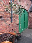 A PAIR OF LARGE GARDEN TREES IN POTS