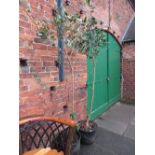 A PAIR OF LARGE GARDEN TREES IN POTS