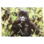 DAVID SHEPHERD - AN UNFRAMED SIGNED LIMITED EDITION PRINT ENTITLED 'BABY GORILLA' 1102/1500