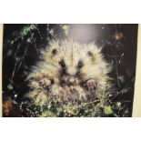 AN UNFRAMED SIGNED LIMITED EDITION DAVID SHEPHERD PRINT ENTITLED BABY HEDGEHOG 1124/1500