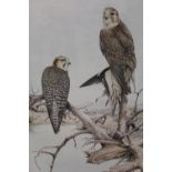 A LARGE QUANTITY OF TERENCE LAMBERT ORNITHOLOGICAL/ BIRD PRINTS (11)