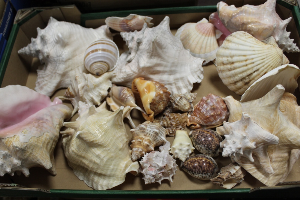 A TRAY OF ASSORTED SEASHELLS TO INCLUDE LARGE EXAMPLES