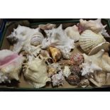 A TRAY OF ASSORTED SEASHELLS TO INCLUDE LARGE EXAMPLES