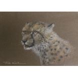 JOEL KIRK (1948). Study of a cheetah, signed lower left, pastel, framed and glazed, 12 x 17 cm