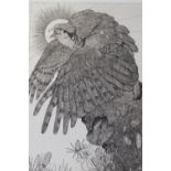 DETMOLD (XIX-XX). Study of a hawk perched on a log, signed in pencil lower right, etching on