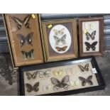 A COLLECTION OF FRAMED AND GLAZED PINNED BUTTERFLY DISPLAYS (4)