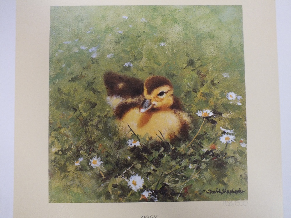 A COLLECTION OF UNFRAMED SIGNED LIMITED EDITION DAVID SHEPHERD PRINTS TO INCLUDE ZIGGY, BABY