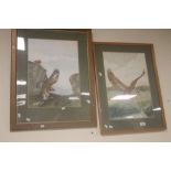 TWO FRAMED AND GLAZED S. MOORE WATERCOLOURS OF BIRDS OF PREY BOTH SIGNED TO THE LOWER EDGE