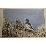A FRAMED AND GLAZED WATERCOLOUR OF MALE AND FEMALE DUCKS ENTITLED 'MALLARDS' VERSO SIGNED ALAN