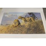 A COLLECTION OF LARGE UNFRAMED LIMITED EDITION PRINTS TO INCLUDE AFRICAN EVENING LIONS BY DONALD