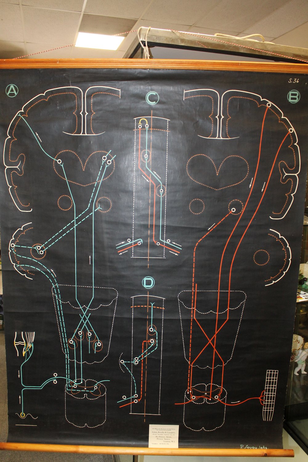 A VINTAGE OSTEOLOGY ANATOMY ETC DIAGRAM MARKED P SOUGHY 1948 LOWER RIGHT 133CM X 99CM