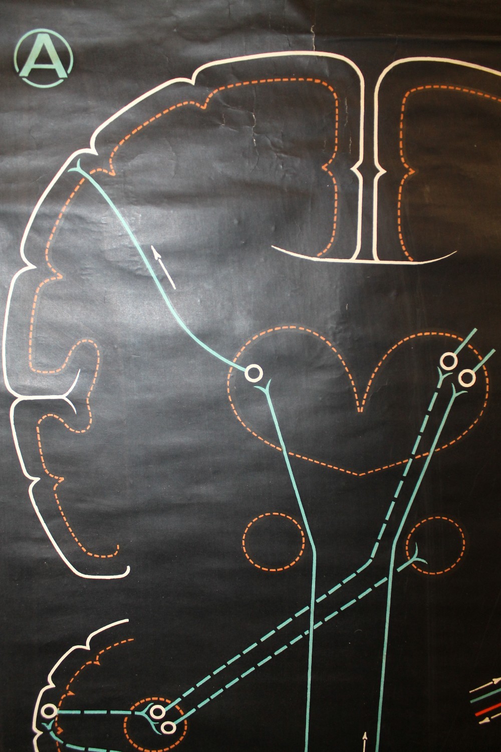 A VINTAGE OSTEOLOGY ANATOMY ETC DIAGRAM MARKED P SOUGHY 1948 LOWER RIGHT 133CM X 99CM - Bild 2 aus 5