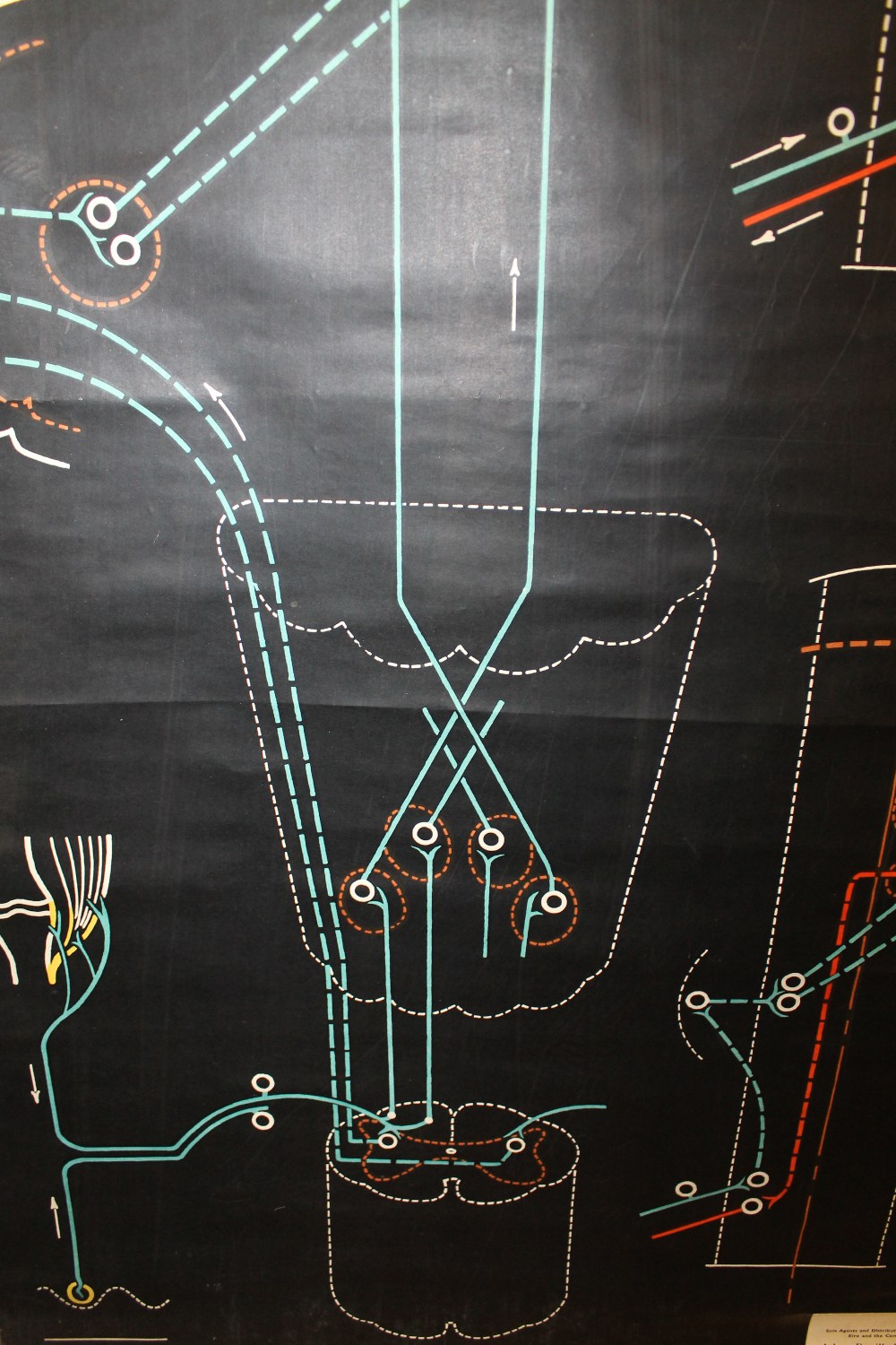 A VINTAGE OSTEOLOGY ANATOMY ETC DIAGRAM MARKED P SOUGHY 1948 LOWER RIGHT 133CM X 99CM - Bild 5 aus 5