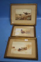 THREE FRAMED EDWARDIAN WATERCOLOURS OF GAME BIRDS, LARGEST 37 X 29 CM