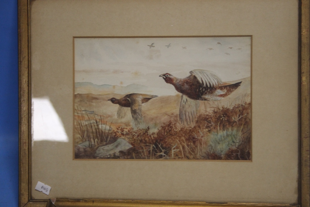 THREE FRAMED EDWARDIAN WATERCOLOURS OF GAME BIRDS, LARGEST 37 X 29 CM - Image 2 of 4