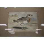 A FRAMED WATERCOLOUR OF A CASPIAN PLOVER, DATED 1892, 47 X 38 CM INCLUDING FRAME