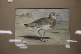 A FRAMED WATERCOLOUR OF A CASPIAN PLOVER, DATED 1892, 47 X 38 CM INCLUDING FRAME