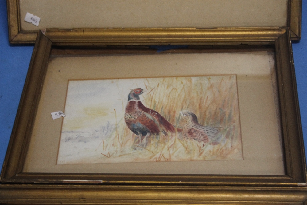 THREE FRAMED EDWARDIAN WATERCOLOURS OF GAME BIRDS, LARGEST 37 X 29 CM - Image 3 of 4