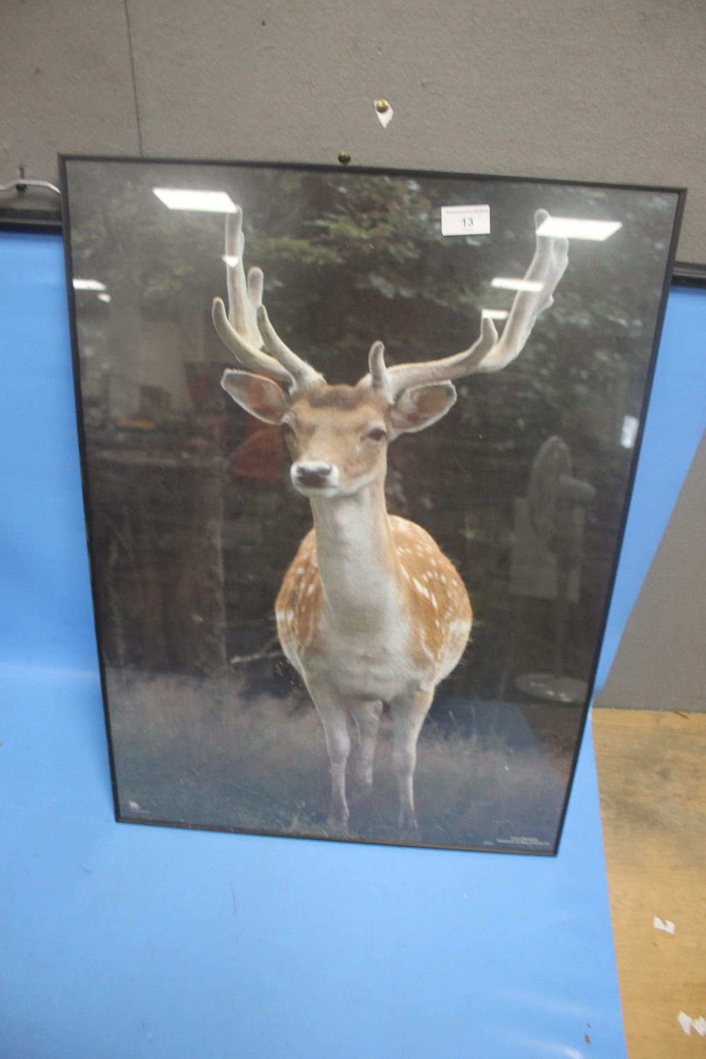 A FRAMED PHOTOGRAPH OF A FAWN, 70 X 50 CM