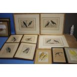 A BOX OF TEN ORNITHOLOGICAL HAND COLOURED PRINTS AND LITHOGRAPHS, LARGEST 48 X 40 CM