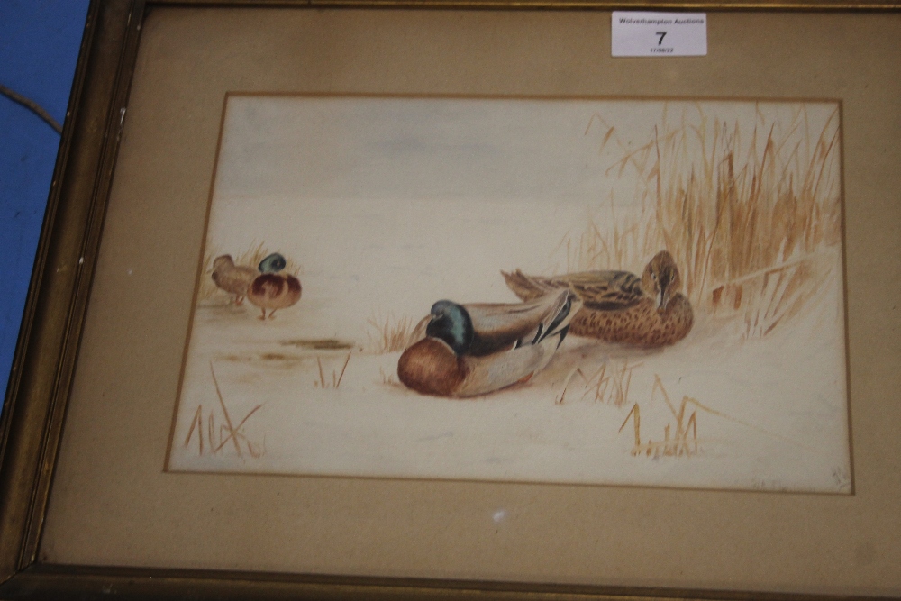 THREE FRAMED EDWARDIAN WATERCOLOURS OF GAME BIRDS, LARGEST 37 X 29 CM - Image 4 of 4