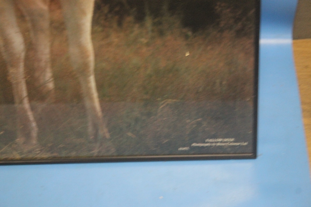 A FRAMED PHOTOGRAPH OF A FAWN, 70 X 50 CM - Image 2 of 2