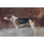 (XX). British school. study of a foxhound, unsigned, oil on paper, unframed, 22 x 27 cm