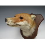 A TAXIDERMY FOX HEAD, mounted on a shield shaped wooden plinth, approx. overall H 26 cm