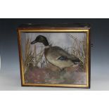 AN ANTIQUE CASED TAXIDERMY STUDY OF A DRAKE, H 49 cm