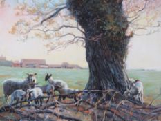 STEVENSON (XX). A rural scene with lambs and sheep under a tree, farmstead in background, signed and
