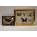 TWO FRAMED AND GLAZED PINNED BUTTERFLY DISPLAYS