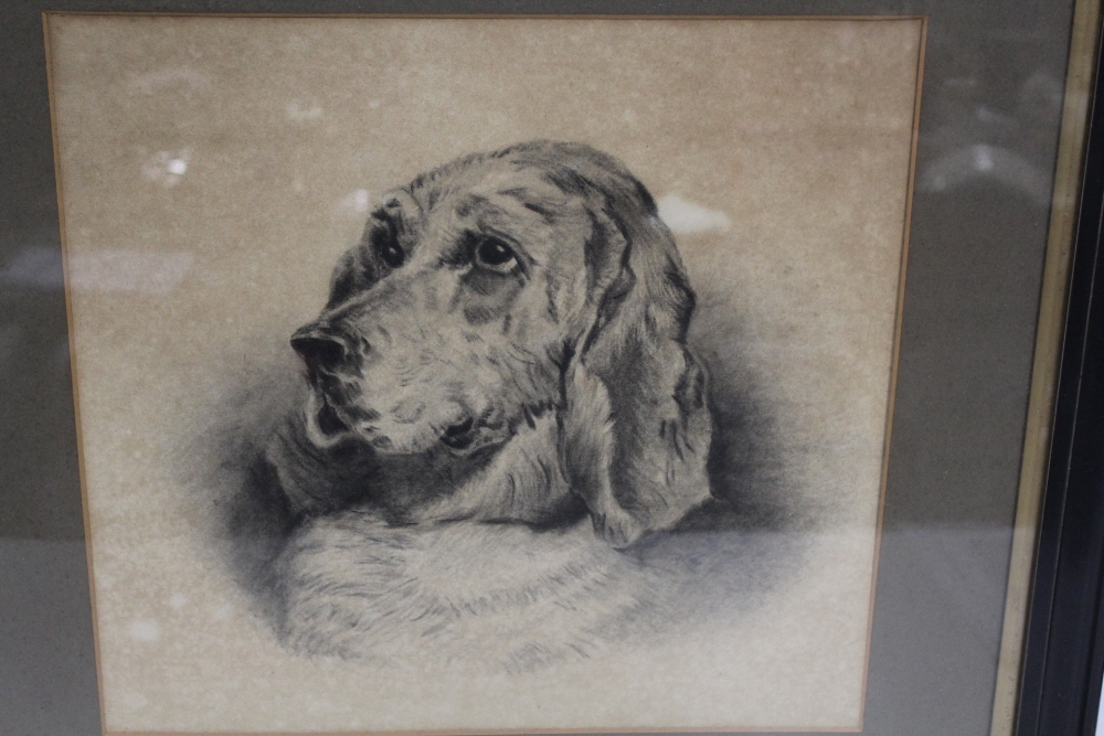 A FRAMED AND GLAZED PORTRAIT STUDY OF A SPANIEL DOG 33 X 35 CM - Image 2 of 2