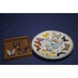 A PLATE DECORATED WITH BUTTERFLIES TOGETHER WITH 3 CASED BUTTERFLIES