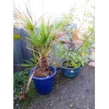 TWO BLUE GLAZED GARDEN PLANTERS AND CONTENTS