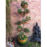 A GLAZED GARDEN PLANTER WITH AN ORNAMENTAL SHAPED CONIFER - H 120 CM