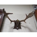 A SET OF ANTLERS ON SHAPED WOODEN BACK BOARD