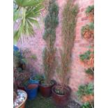 A PAIR OF GLAZED GARDEN PLANTERS WITH CONIFERS H 260 CM (2)