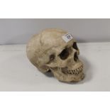 A CERAMIC MODEL SKULL S/D