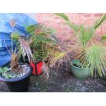 FOUR ORIENTAL TYPE EXOTIC PLANTS - ONE IN PLASTIC POT