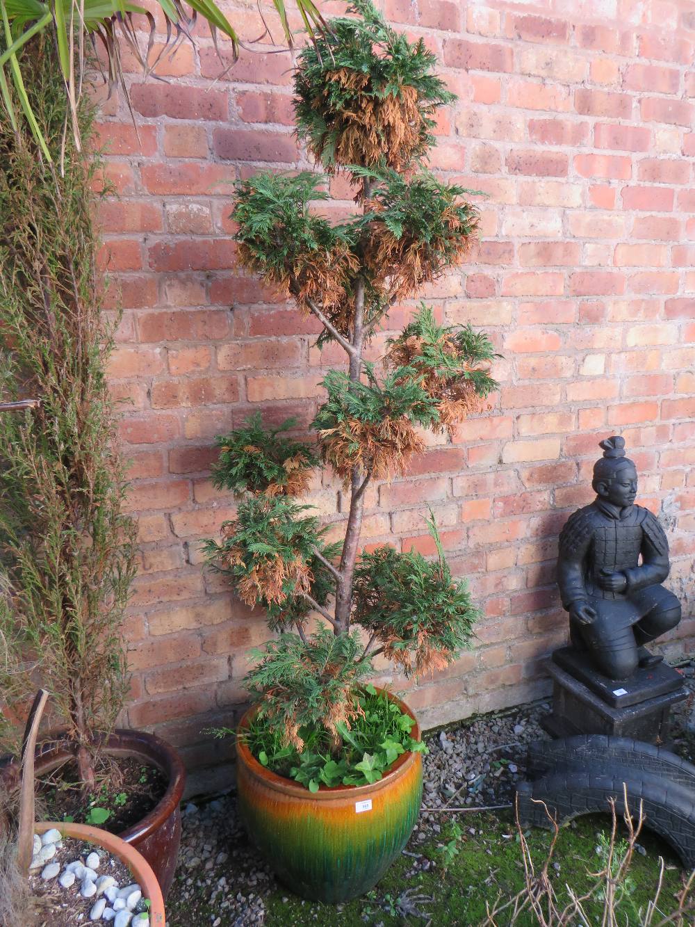 A GLAZED GARDEN PLANTER WITH AN ORNAMENTAL SHAPED CONIFER - H 120 CM