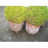 A PAIR OF LARGE TERRCOTTA PLANTERS S/D