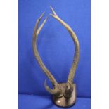 A PAIR OF MOUNTED ANTLERS