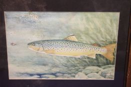 FRAMED WATERCOLOUR OF A TROUT, WITH A FISHING FLY