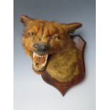 A MOUNTED FOX MASK BY PETER SPICER & SONS, Skelton Road End, January 15th 1905', L 34 cm