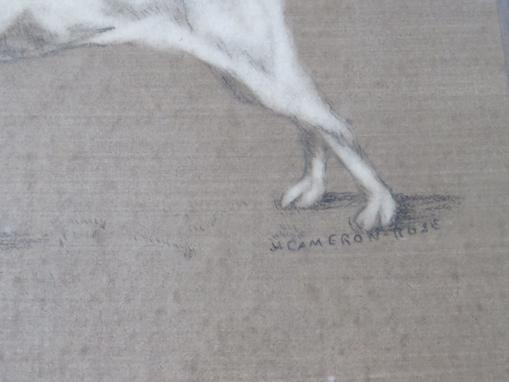 H.A. CAMERON-ROSE (XIX-XX). Portrait study of a terrier, signed mid to lower right, mixed media on - Image 3 of 3