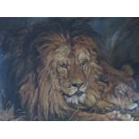 C. ROWE (XIX-XX). Study of a lion and lioness resting, signed lower left, oil on canvas, framed,