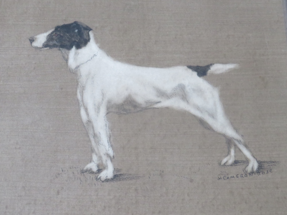 H.A. CAMERON-ROSE (XIX-XX). Portrait study of a terrier, signed mid to lower right, mixed media on